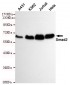 Smad2 Antibody
